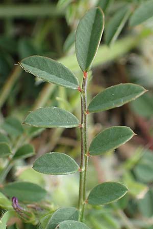 Onobrychis caput-galli \ Hahnenkopf-Esparsette, Rhodos Prasonisi 1.4.2019
