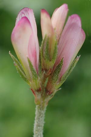 Onobrychis aequidentata \ Gleichz�hnige Esparsette, Rhodos Kamiros 22.3.2023