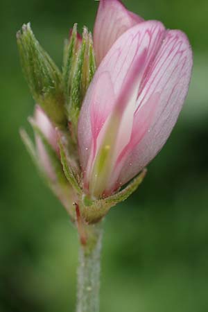 Onobrychis aequidentata \ Gleichz�hnige Esparsette, Rhodos Kamiros 22.3.2023