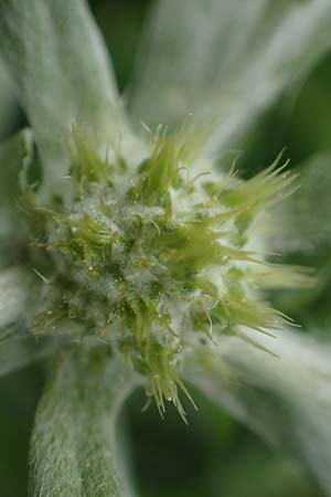 Onobrychis aequidentata \ Gleichz�hnige Esparsette, Rhodos Kamiros 22.3.2023