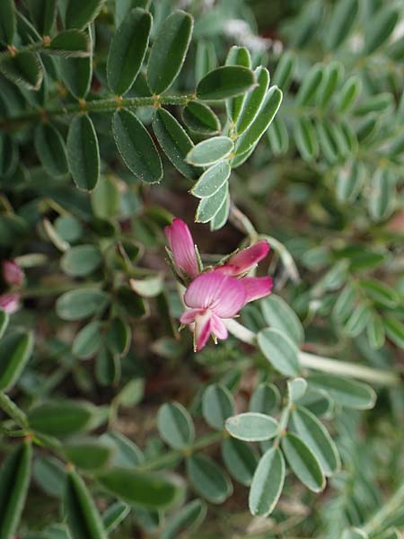 Onobrychis aequidentata \ Gleichz�hnige Esparsette, Rhodos Kamiros 22.3.2023