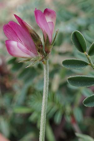 Onobrychis aequidentata \ Gleichz�hnige Esparsette, Rhodos Kamiros 22.3.2023