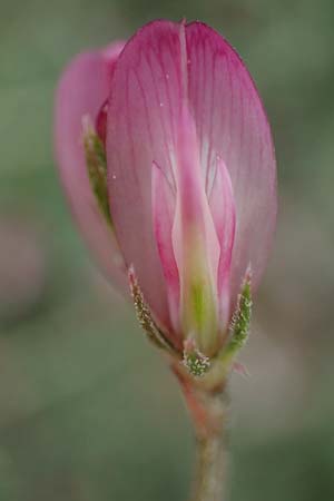 Onobrychis aequidentata \ Gleichz�hnige Esparsette, Rhodos Kamiros 22.3.2023