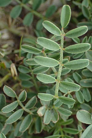 Onobrychis aequidentata \ Gleichz�hnige Esparsette, Rhodos Kamiros 22.3.2023