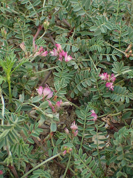 Onobrychis aequidentata \ Gleichz�hnige Esparsette, Rhodos Kamiros 22.3.2023