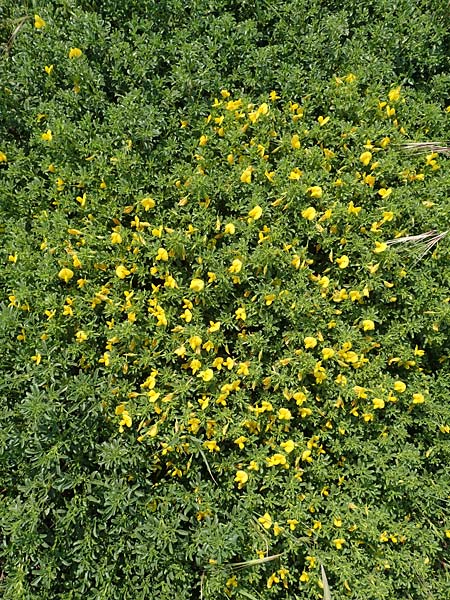 Ononis variegata \ Bunte Hauhechel / Variegated Restharrow, Villous Restharrow, Rhodos/Rhodes Apolakkia 3.4.2019