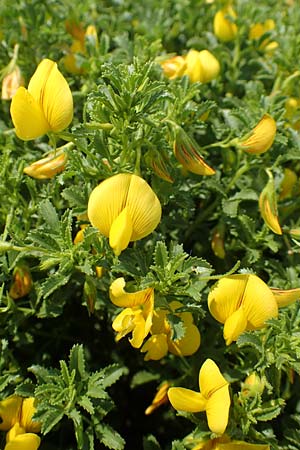 Ononis variegata \ Bunte Hauhechel / Variegated Restharrow, Villous Restharrow, Rhodos/Rhodes Apolakkia 3.4.2019