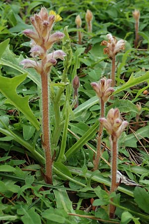 Orobanche pubescens \ Behaarte Sommerwurz / Hairy Broomrape, Rhodos Kallithea Terme 4.4.2019