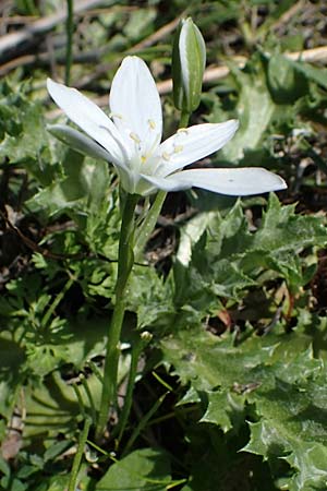 Ornithogalum angustifolium \ Schmalblttriger Milchstern / Narrow-Leaved Star of Bethlehem, Rhodos Laerma 27.3.2023