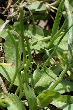 Ornithogalum angustifolium \ Schmalblttriger Milchstern / Narrow-Leaved Star of Bethlehem, Rhodos Laerma 27.3.2023