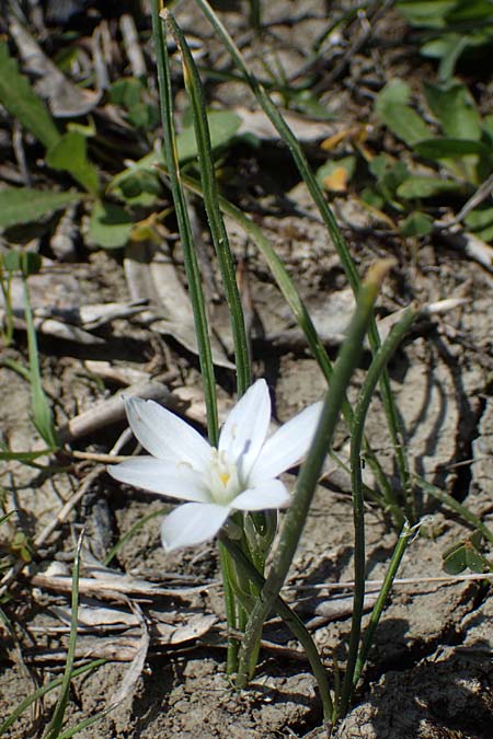 Ornithogalum angustifolium \ Schmalblttriger Milchstern / Narrow-Leaved Star of Bethlehem, Rhodos Laerma 27.3.2023