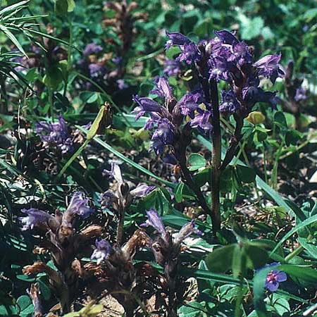 Phelipanche mutelii \ Mutels &Auml;stige Sommerwurz / Mutel's Hemp Broomrape, Rhodos/Rhodes Kallithea Terme 25.4.1987