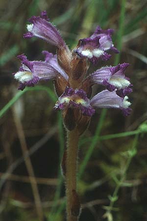 Phelipanche mutelii \ Mutels &Auml;stige Sommerwurz / Mutel's Hemp Broomrape, Rhodos/Rhodes Embona 11.5.1991