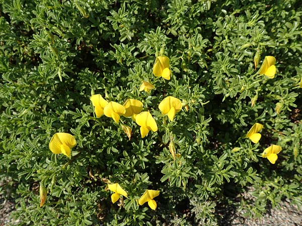 Ononis variegata \ Bunte Hauhechel / Variegated Restharrow, Villous Restharrow, Rhodos/Rhodes Kattavia 1.4.2019