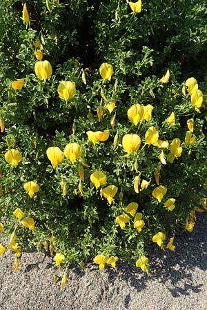 Ononis variegata \ Bunte Hauhechel / Variegated Restharrow, Villous Restharrow, Rhodos/Rhodes Kattavia 1.4.2019