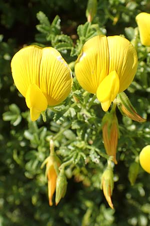 Ononis variegata \ Bunte Hauhechel / Variegated Restharrow, Villous Restharrow, Rhodos/Rhodes Kattavia 1.4.2019