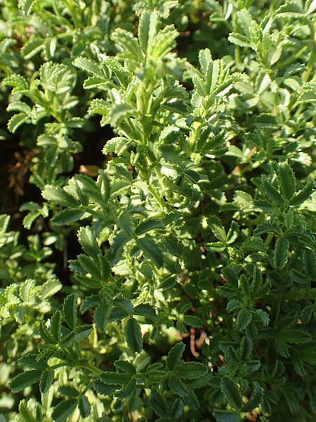 Ononis variegata \ Bunte Hauhechel / Variegated Restharrow, Villous Restharrow, Rhodos/Rhodes Kattavia 1.4.2019