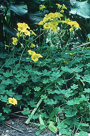 Oxalis pes-caprae \ Nickender Sauerklee / Bermuda Buttercup, Rhodos Mount Smith 23.4.1987