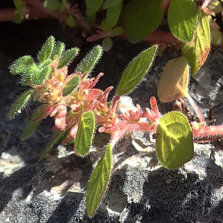 Parietaria cretica \ Kretisches Glaskraut / Cretan Pellitory-of-the-Wall, Rhodos/Rhodes Lindos 20.3.2023