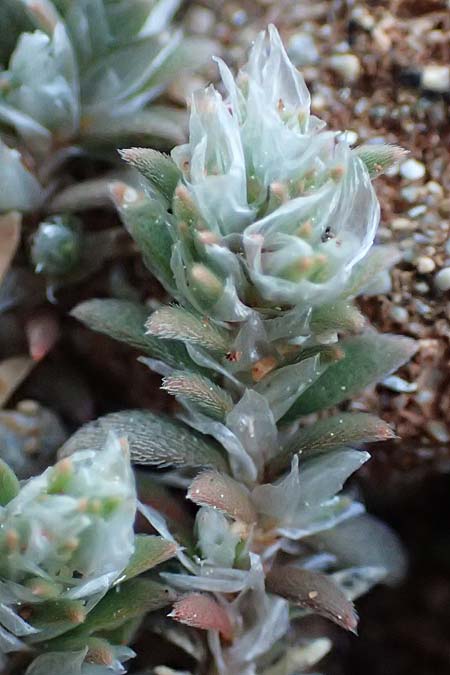 Paronychia capitata \ Kopfige Mauermiere / Head Nailwort, Rhodos/Rhodes Lindos 20.3.2023