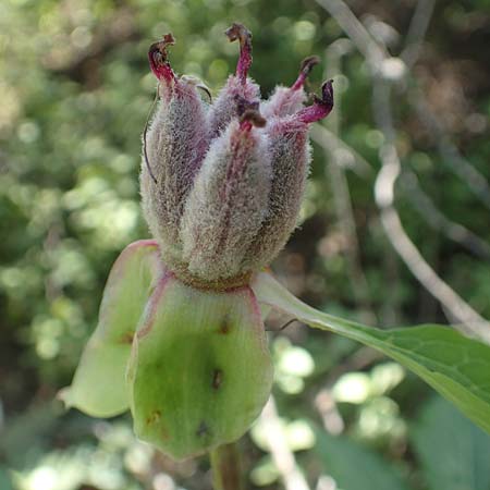 Paeonia clusii subsp. rhodia \ Rhodische Pfingstrose / Rhodian Peony, Rhodos/Rhodes Epta Piges 25.3.2019
