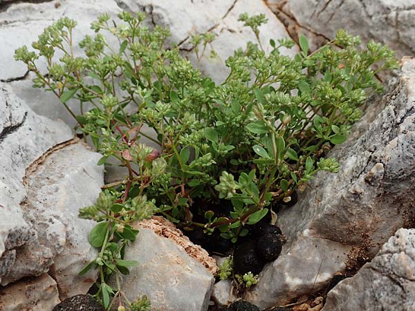 Polycarpon tetraphyllum \ Vierblttriges Nagelkraut / Four-Leaved Allseed, Rhodos Tsambika 30.3.2019