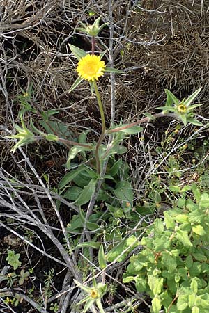 Pallenis spinosa \ Stechendes Sternauge / Pallensis, Rhodos Lahania 3.4.2019