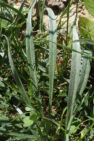 Plantago albicans \ Weilicher Wegerich, Silberweier Wegerich / Wooly Plantain, Rhodos Agathi Beach 26.3.2023