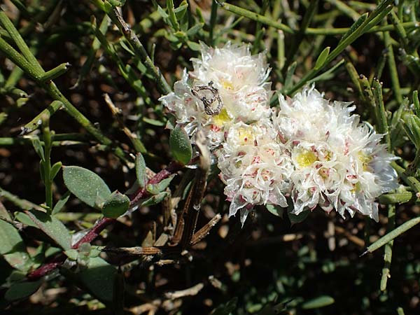 Paronychia argentea \ Silber-Nagelkraut, Silber-Mauermiere / Silver Nailwort, Rhodos/Rhodes Agathi Beach 26.3.2023