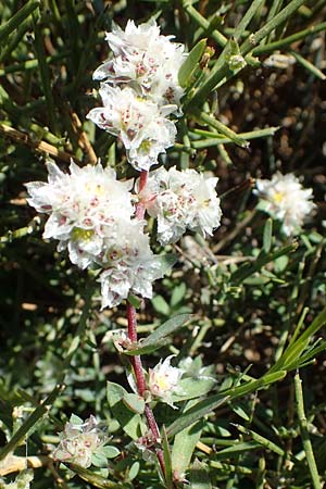 Paronychia argentea \ Silber-Nagelkraut, Silber-Mauermiere / Silver Nailwort, Rhodos/Rhodes Agathi Beach 26.3.2023