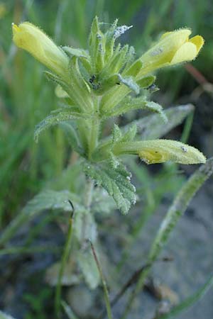 Bellardia viscosa \ Gelbes Teerkraut, Gelbe Bartschie / Yellow Balm, Yellow Bartsia, Rhodos Archangelos 26.3.2023