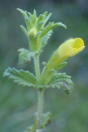Bellardia viscosa \ Gelbes Teerkraut, Gelbe Bartschie / Yellow Balm, Yellow Bartsia, Rhodos Archangelos 26.3.2023