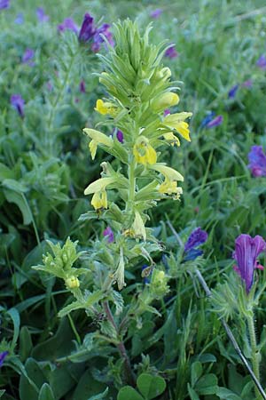 Bellardia viscosa \ Gelbes Teerkraut, Gelbe Bartschie / Yellow Balm, Yellow Bartsia, Rhodos Archangelos 26.3.2023