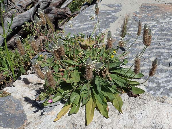 Plantago lagopus \ Hasenfu-Wegerich / Hare's Foot Plantain, Rhodos Lindos 20.3.2023