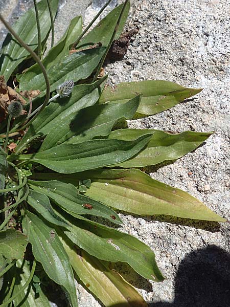 Plantago lagopus \ Hasenfu-Wegerich / Hare's Foot Plantain, Rhodos Lindos 20.3.2023