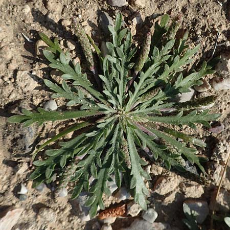 Plantago weldenii \ Niederliegender Kr&auml;henfu&szlig;-Wegerich / Buck's-horn Plantain, Rhodos/Rhodes Fourni Beach 31.3.2019
