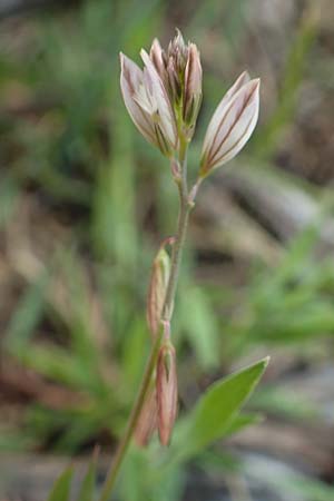 Polygala monspeliaca \ Montpellier-Kreuzblume / Montpellier Milkwort, Rhodos/Rhodes Lahania 3.4.2019