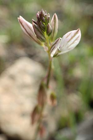 Polygala monspeliaca \ Montpellier-Kreuzblume / Montpellier Milkwort, Rhodos/Rhodes Lahania 3.4.2019