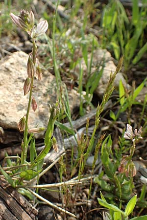 Polygala monspeliaca \ Montpellier-Kreuzblume / Montpellier Milkwort, Rhodos/Rhodes Lahania 3.4.2019