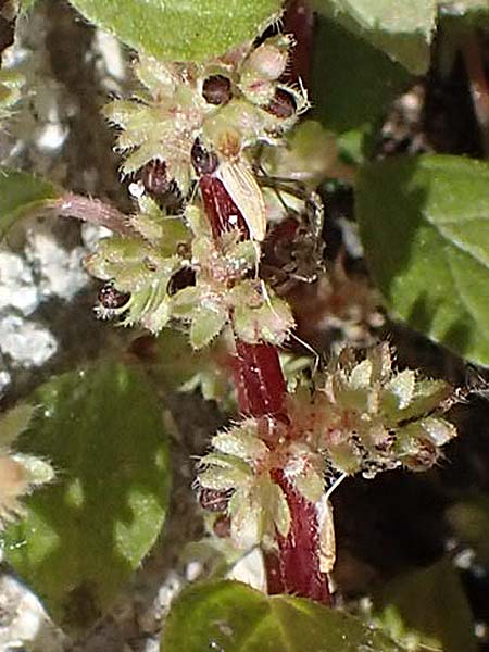 Parietaria cretica \ Kretisches Glaskraut / Cretan Pellitory-of-the-Wall, Rhodos/Rhodes Lindos 20.3.2023