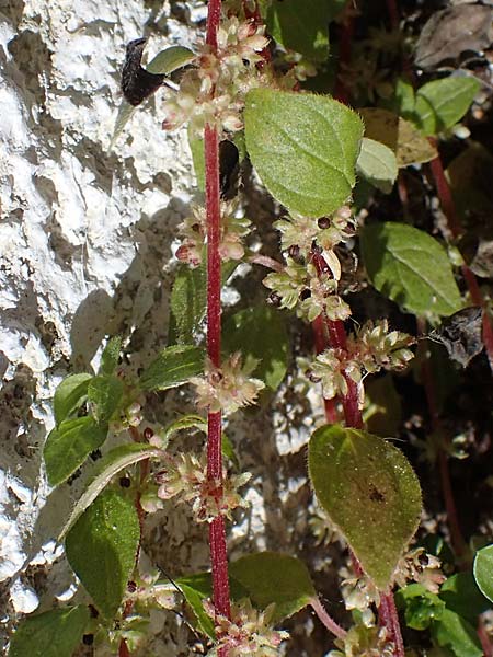 Parietaria cretica \ Kretisches Glaskraut / Cretan Pellitory-of-the-Wall, Rhodos/Rhodes Lindos 20.3.2023