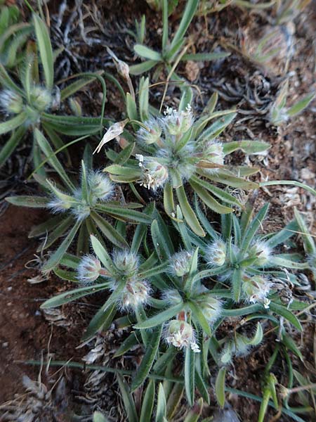 Plantago cretica \ Kretischer Wegerich / Cretan Plantain, Rhodos/Rhodes Lindos 20.3.2023