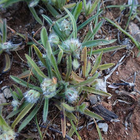 Plantago cretica \ Kretischer Wegerich / Cretan Plantain, Rhodos/Rhodes Lindos 20.3.2023