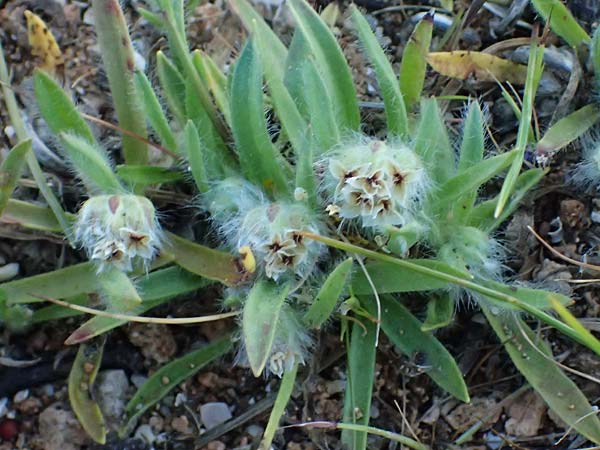 Plantago cretica \ Kretischer Wegerich / Cretan Plantain, Rhodos/Rhodes Lindos 20.3.2023