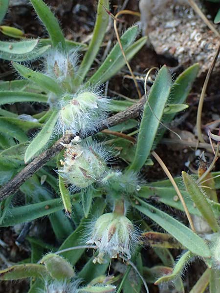 Plantago cretica \ Kretischer Wegerich / Cretan Plantain, Rhodos/Rhodes Lindos 20.3.2023