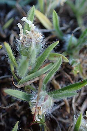 Plantago cretica \ Kretischer Wegerich / Cretan Plantain, Rhodos/Rhodes Lindos 20.3.2023