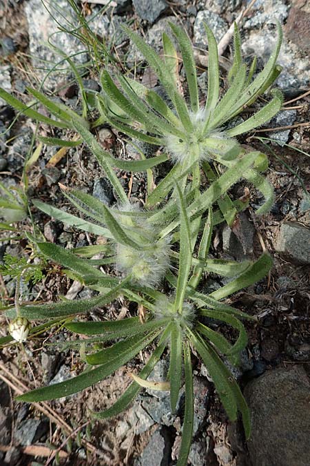 Plantago cretica \ Kretischer Wegerich / Cretan Plantain, Rhodos/Rhodes Archangelos 24.3.2023