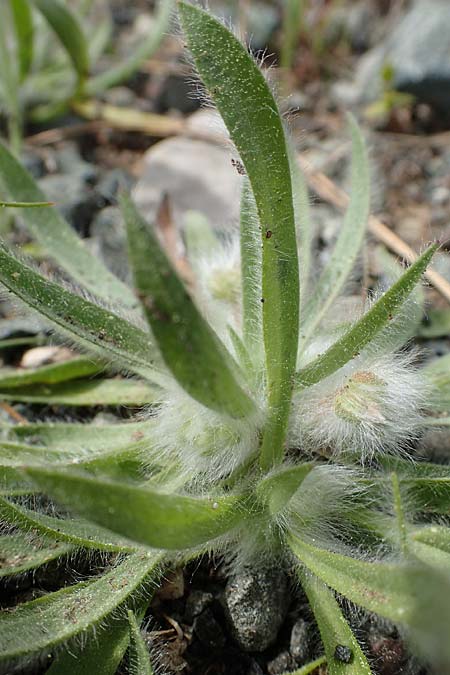 Plantago cretica \ Kretischer Wegerich / Cretan Plantain, Rhodos/Rhodes Archangelos 24.3.2023