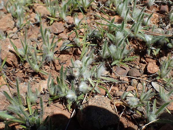 Plantago cretica \ Kretischer Wegerich / Cretan Plantain, Rhodos/Rhodes Moni Artamiti 27.3.2023