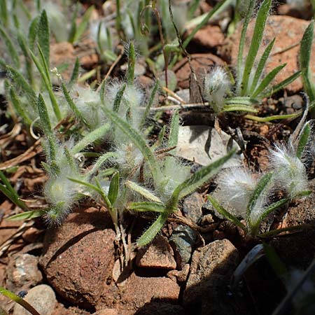 Plantago cretica \ Kretischer Wegerich / Cretan Plantain, Rhodos/Rhodes Moni Artamiti 27.3.2023